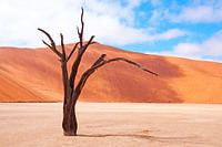 Een boom als kunstobject