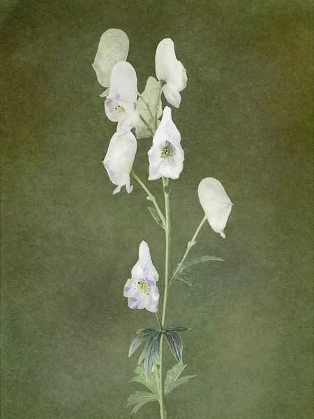 Serie Eisenhut Fliegensalbe von Marianna Geraci