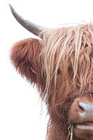 Schottisches Hochlandrind in Leidschendam
