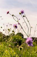 Wildblumen bei Sonnenuntergang