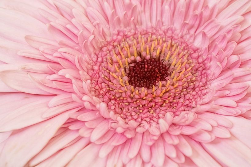 Gerbera von Marie Stas