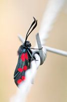 Johanniskrautfalter auf Stacheldraht