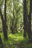 Naturfoto mit Blumen