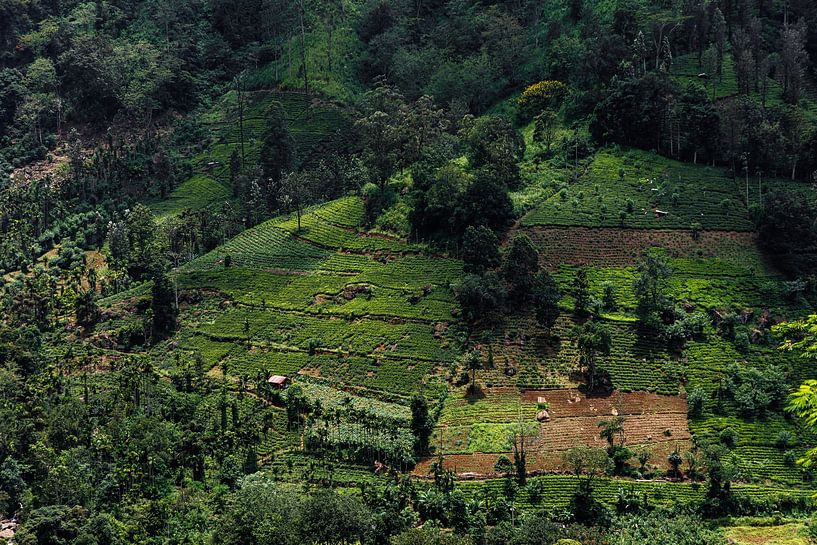 Sri Lanka verzaubert mit seinen sanft geschwungenen Teeplantagen und unzähligen Wasserfällen, die sich im grünen Hochland verstecken. von Patrick Fotografeert