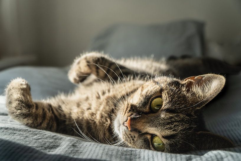 Le chat se retourne à la lumière du soleil par Sylvan Muijlwijk