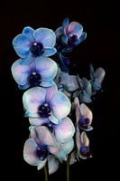 Blau-violette Orchidee vor schwarzem Hintergrund