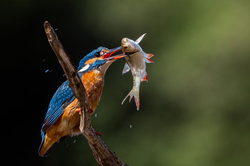 Martin-pêcheur 1 par William Linders