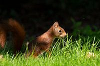 Rotes Eichhörnchen