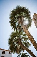 Palmbomen onder de zon in Spanje, Althea