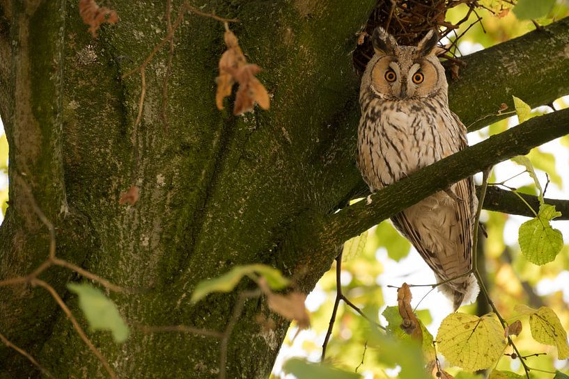 Hibou moyen-duc (Asio otus) dans un arbre par Moetwil en van Dijk - Fotografie