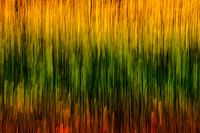 la lumière du soleil dans la forêt en fleurs