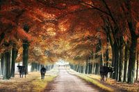 Even cows love the forest