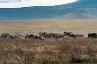 Rennende Gnus während der großen Migration – Ngorongoro Crater, Tanzania