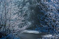 Le soleil dans la forêt