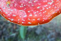 Schöne Nahaufnahme eines Fliegenpilzes