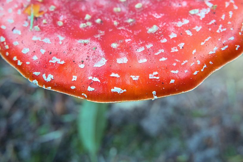 Schöne Nahaufnahme eines Fliegenpilzes von AldaBB fotografie