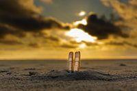 krabbescheer geniet van de zon