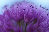 Nahaufnahme einer violetten Blume