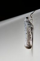 Posing willow tip moth