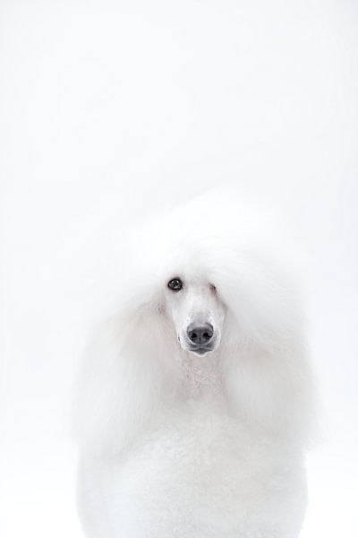 White poodle by Janine Bekker Photography