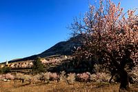Spring in Spain