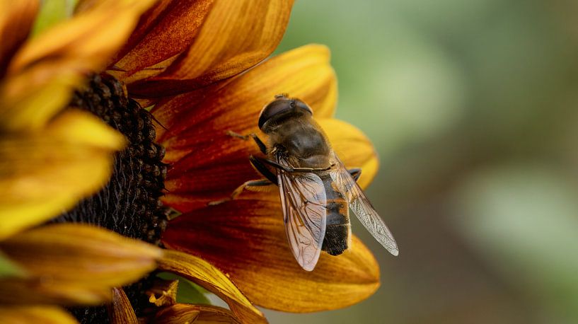 Blind bee - hoverfly Eristalis tenax by Saranda in t Veld Fotografie