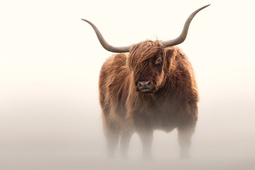 Scottish Highlander by Karel Ton