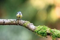 Fröhliche Blaumeise auf einem moosbewachsenen Zweig