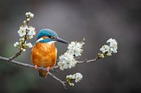 Eisvogel in der Blüte