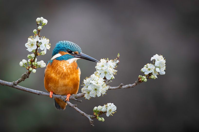 Eisvogel in der Blüte von Walter Roost