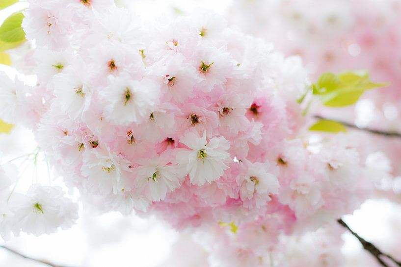 Lentebloesem von Ineke Timmermans