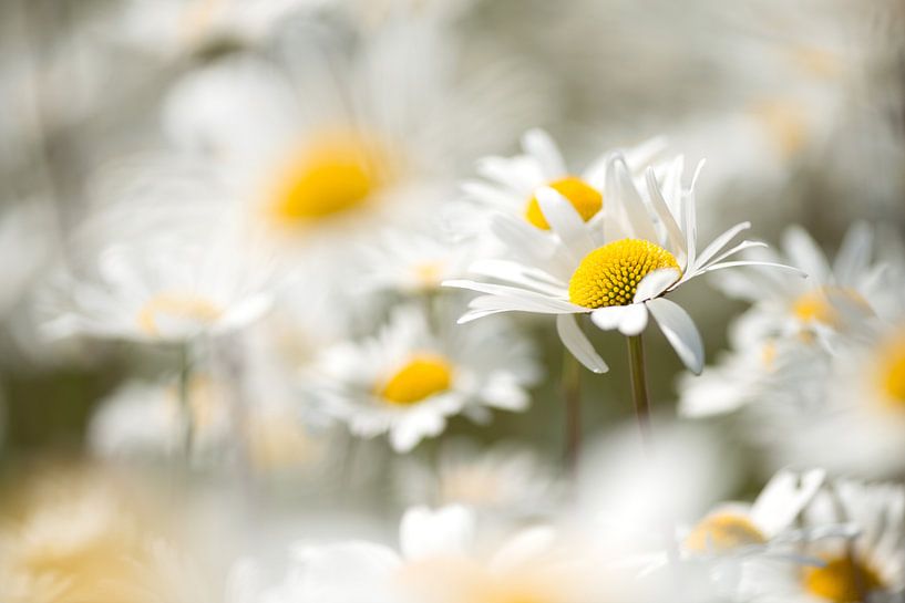 Das Gänseblümchen, in Belgien das Symbol des Gedenkens des Ersten Weltkriegs von Gerry van Roosmalen
