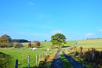 Zonovergoten landschap in de Ardennen