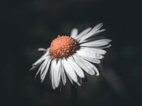 lonely daisy
