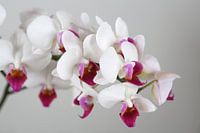 Orchid