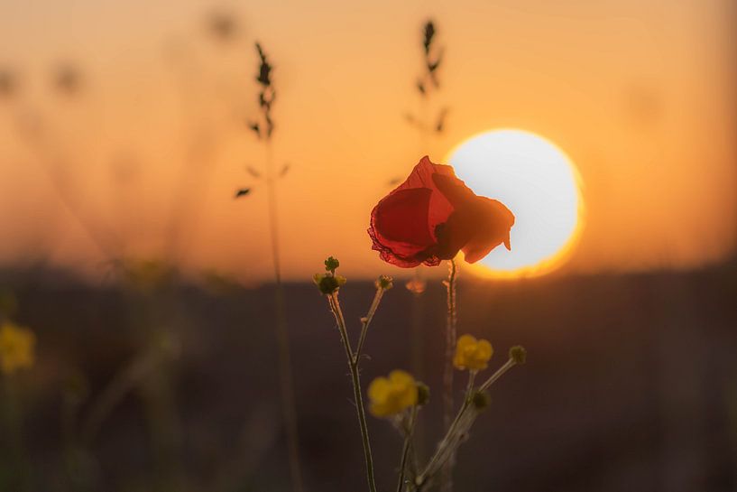 sunny growth by Tania Perneel