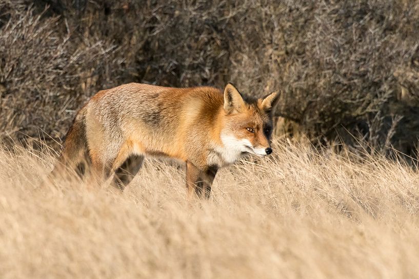 Curious! von Robert Kok