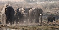 Elephants dust bath