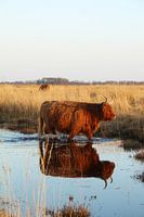 Schotse hooglander wandelt door het water