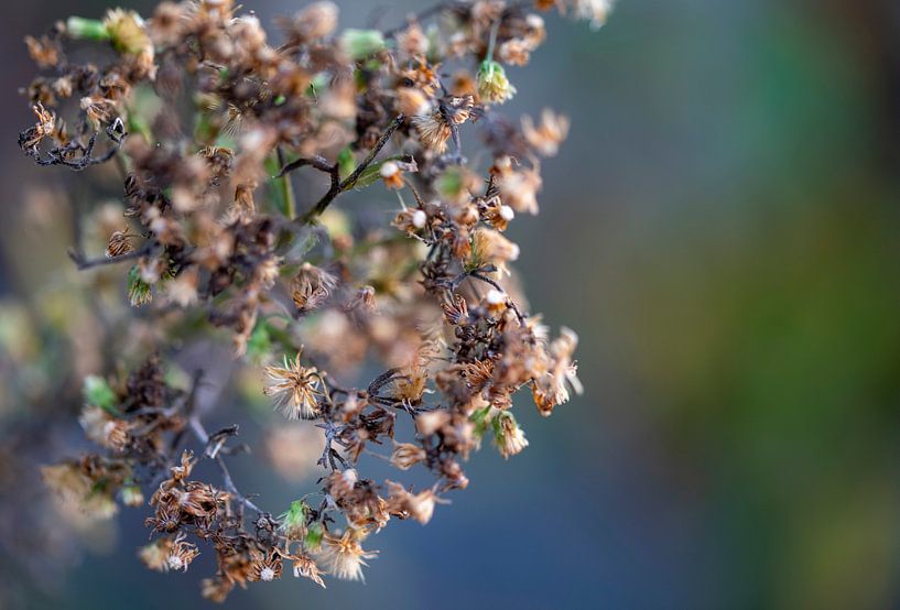 Detailaufnahme von Lizette de Jonge