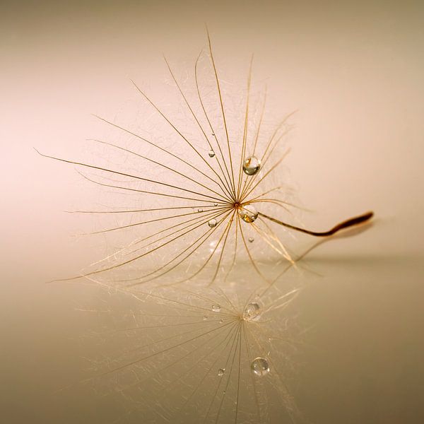 Fragile fluff with drops. by Alie Ekkelenkamp