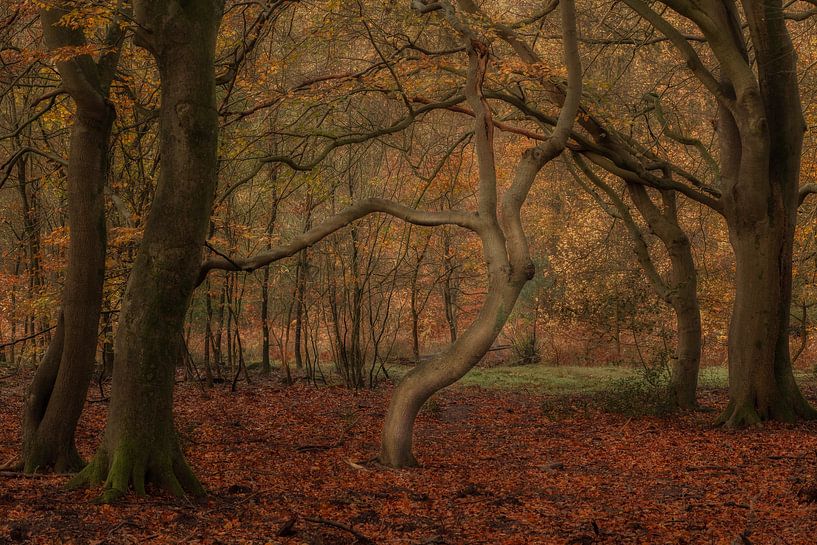Automne par Moetwil en van Dijk - Fotografie