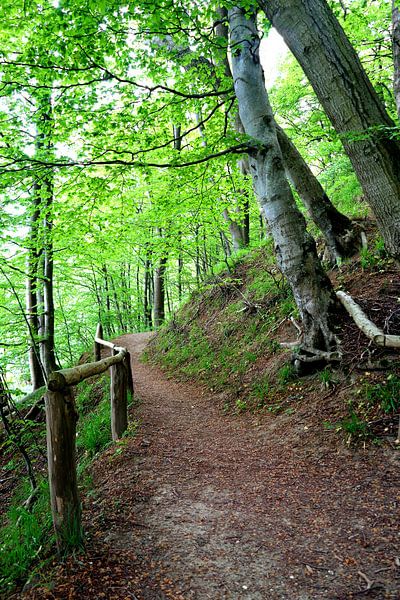 forest by Ostsee Bilder