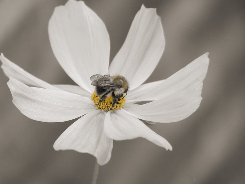 Hommel op Cosmea bloem Sepia von Mirakels Kiekje