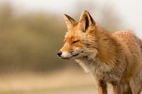 Le renard au soleil en fin d'après-midi