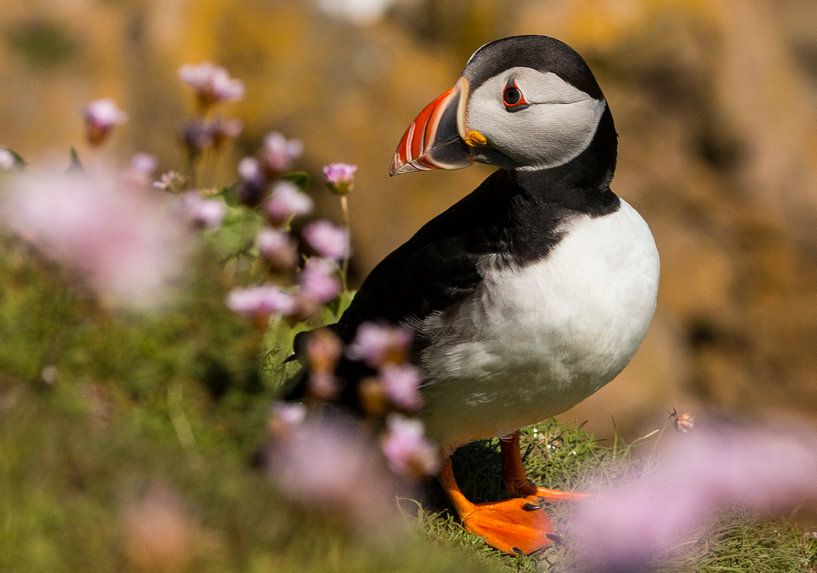 Papageientaucher von Gert Hilbink