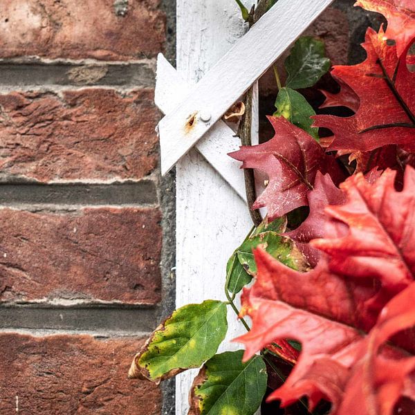 La nature en contraste par Elcee Vision