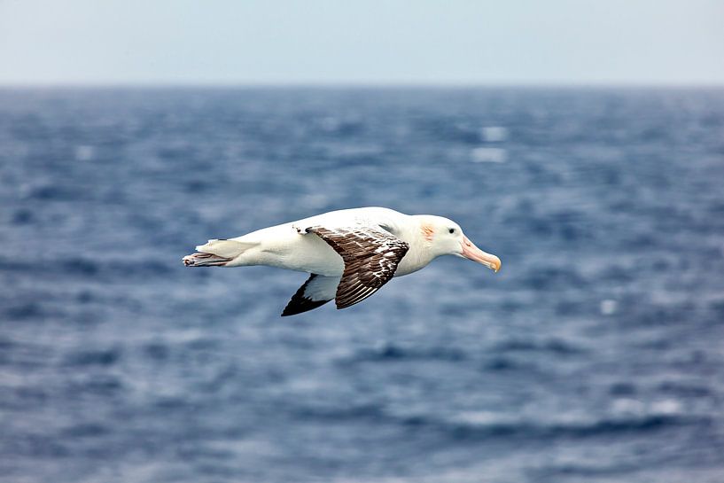 Albatrosses in flight by Roland Brack