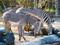 Zebras in family