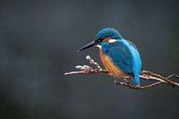 Kingfisher on a branch